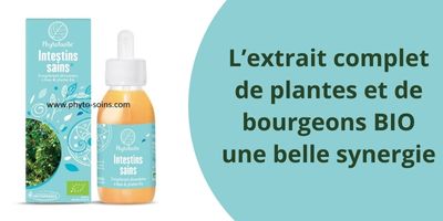 Phytofacile intestins sains